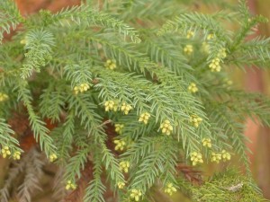 じゃばらが花粉症に効果あり 去年から実際に飲んでみた驚くべき結果 となりの白カイゼル髭