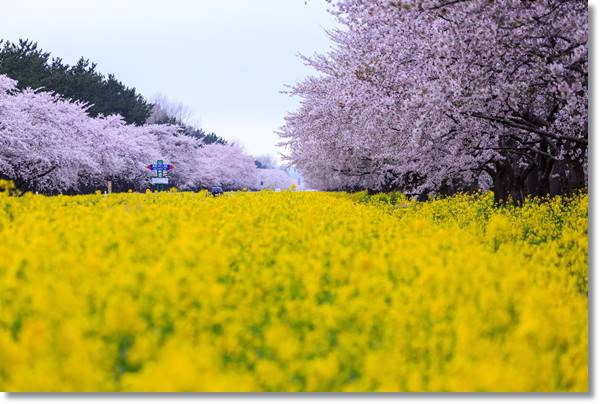 桜と菜の花